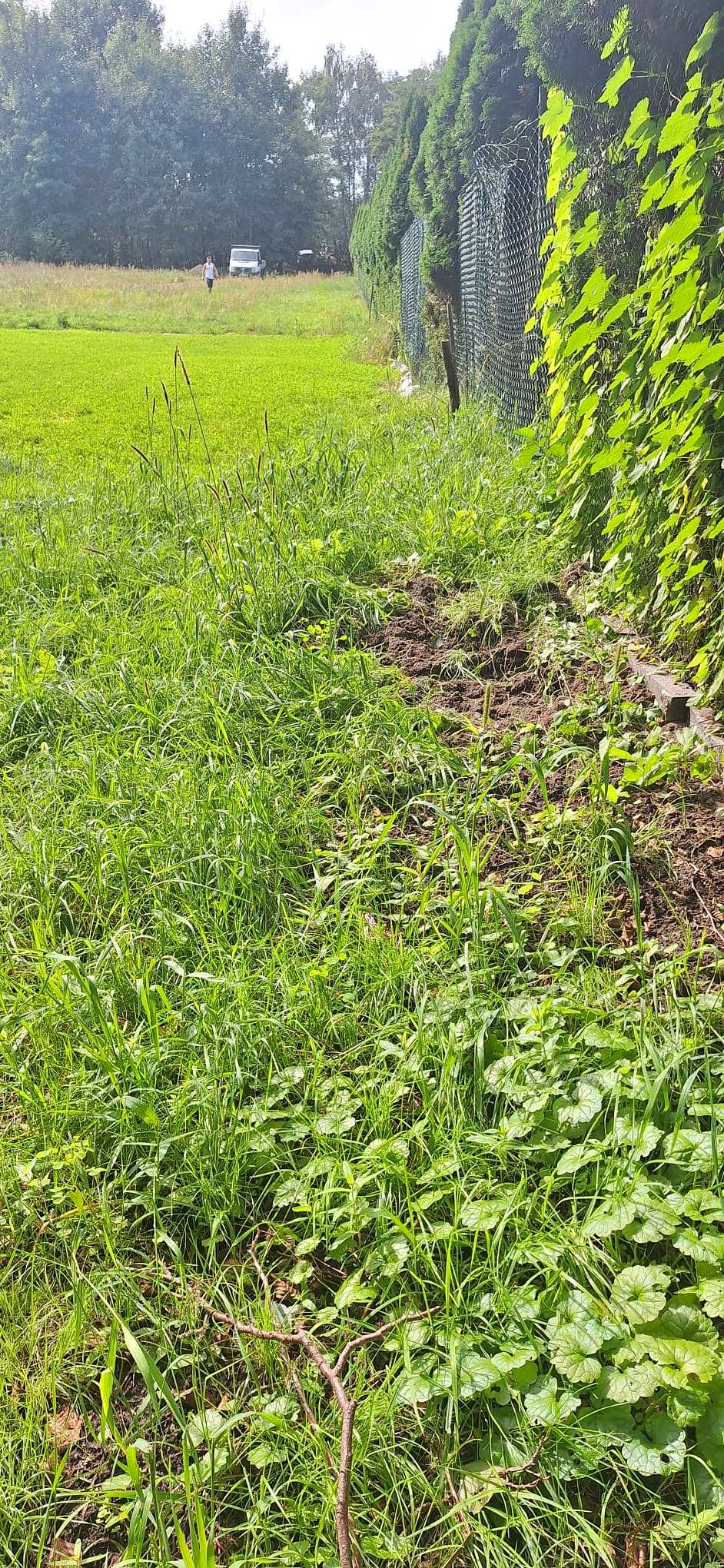 Zarośnięty pas wysokiej trawy i chwastów wzdłuż ogrodzenia z siatki