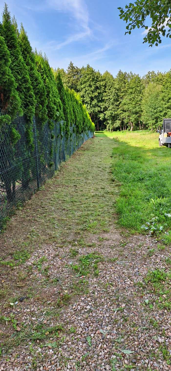 Skoszona ścieżka wzdłuż szpaleru tui